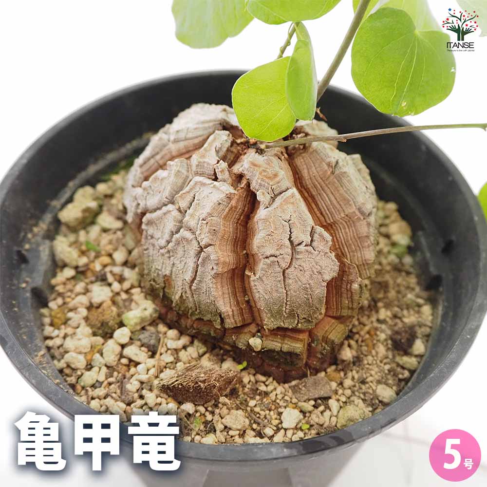u*o様 亀甲竜 楽天市場】亀甲竜 鉢植え : 苗木部 by 花ひろばオンライン
