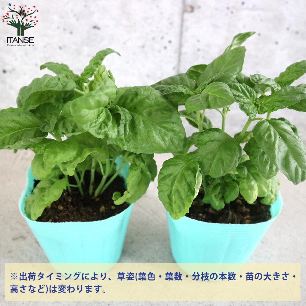 レタスリーフバジル 【ハーブの苗 10.5cmポット／お買い得2個セット】