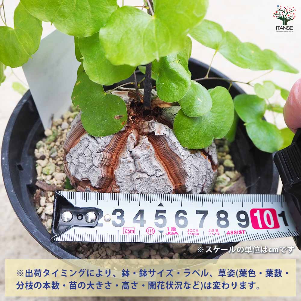 亀甲竜(きっこうりゅう) 【多肉植物 5号／1個売り】｜ 【植物の