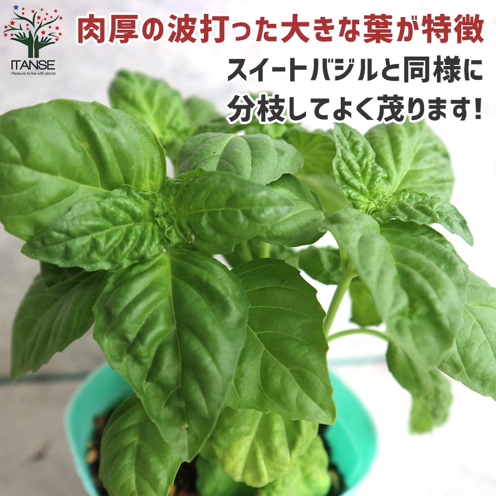 レタスリーフバジル 【ハーブの苗 10.5cmポット／お買い得2個セット】