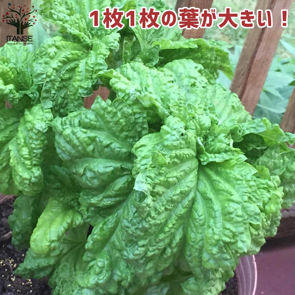 レタスリーフバジル 【ハーブの苗 10.5cmポット／お買い得2個セット】