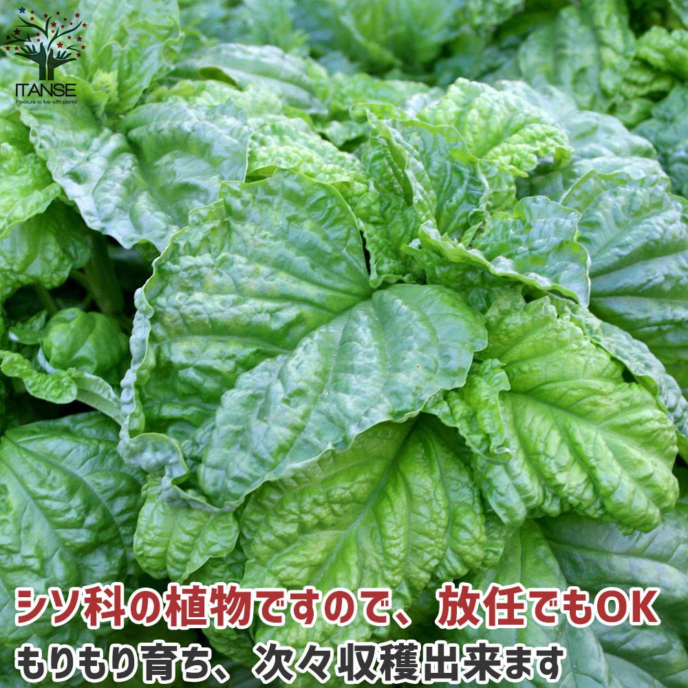 レタスリーフバジル 【ハーブの苗 10.5cmポット／お買い得2個セット】