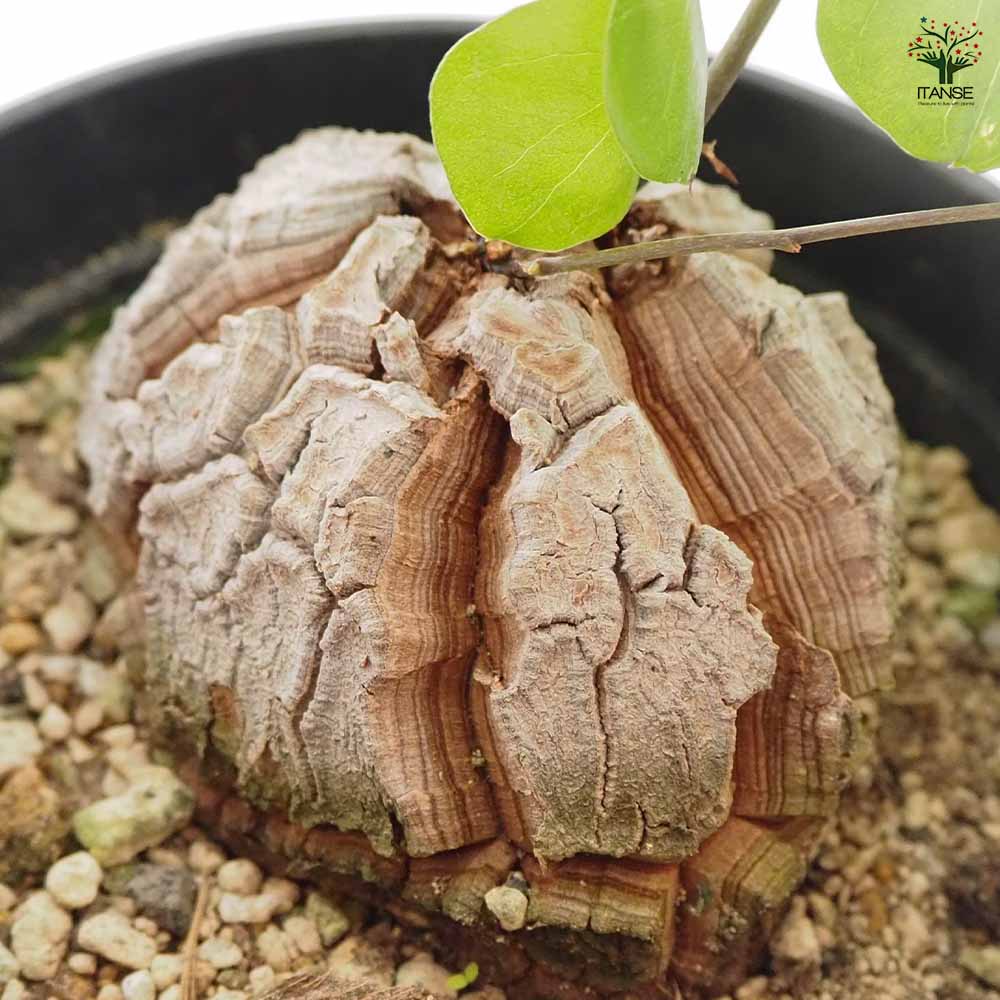 亀甲竜(きっこうりゅう) 【多肉植物 5号／1個売り】｜ 【植物の