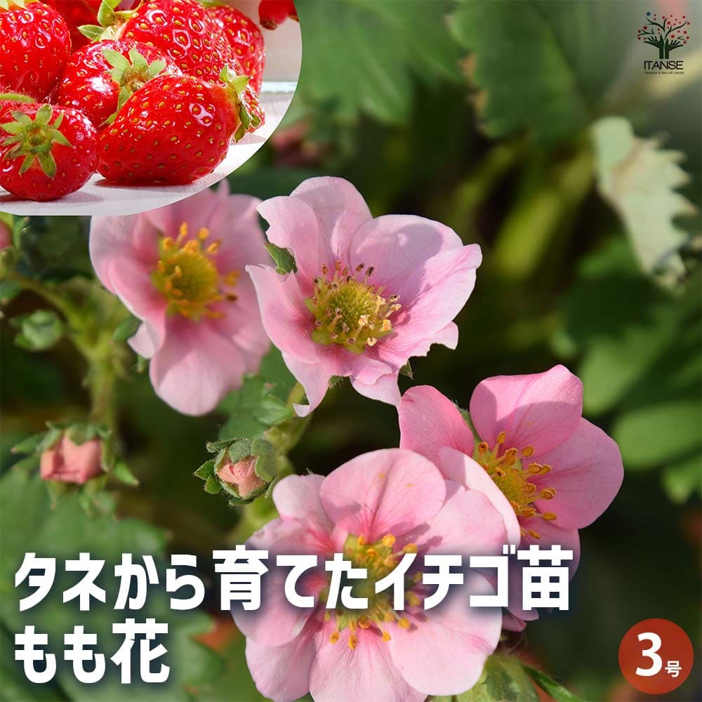 いちごの苗 タネから育てたイチゴ苗 もも花2個~ 【野菜の苗 3号】