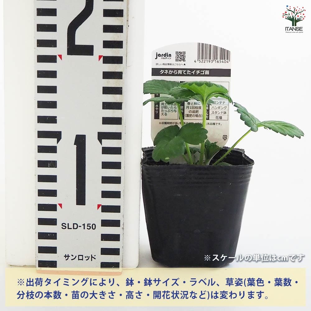 いちごの苗 タネから育てたイチゴ苗 もも花2個~ 【野菜の苗 3号】