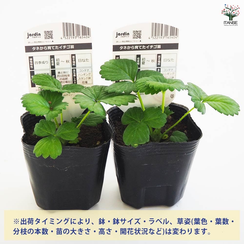 いちごの苗 タネから育てたイチゴ苗 もも花2個~ 【野菜の苗 3号】