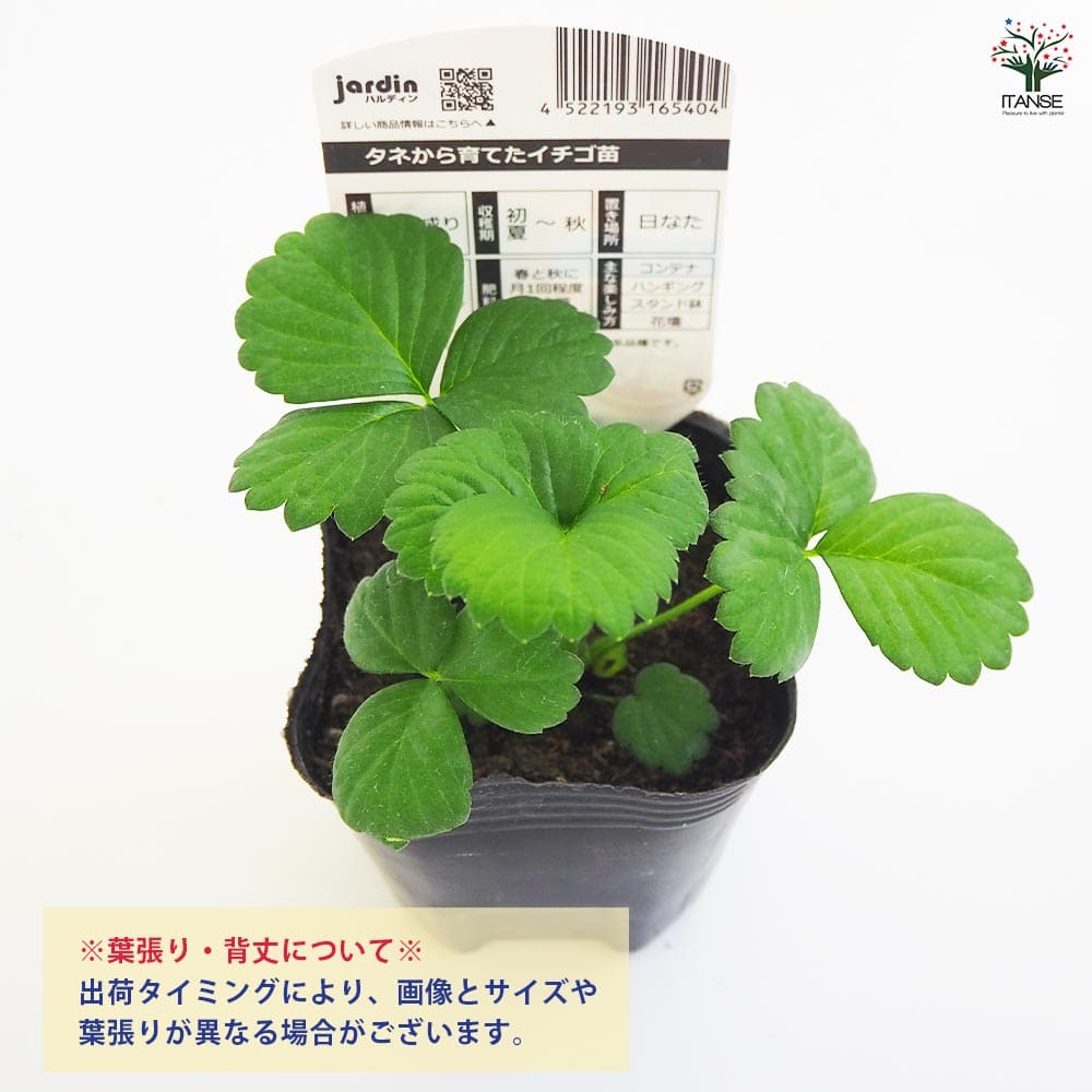 いちごの苗 タネから育てたイチゴ苗 もも花2個~ 【野菜の苗 3号】