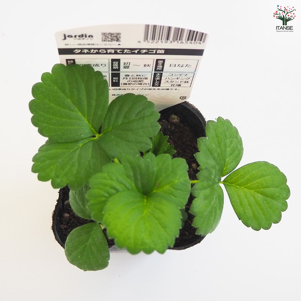 いちごの苗 タネから育てたイチゴ苗 もも花2個~ 【野菜の苗 3号】