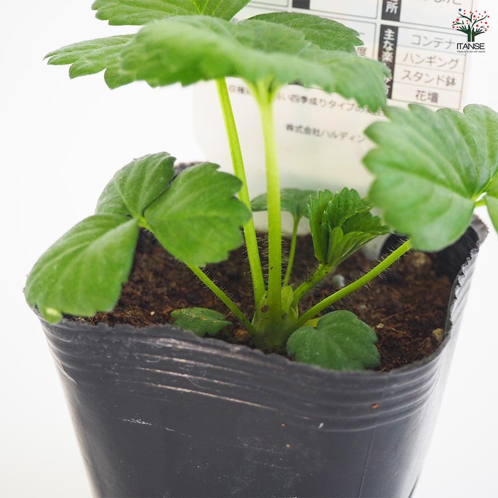いちごの苗 タネから育てたイチゴ苗 もも花2個~ 【野菜の苗 3号】