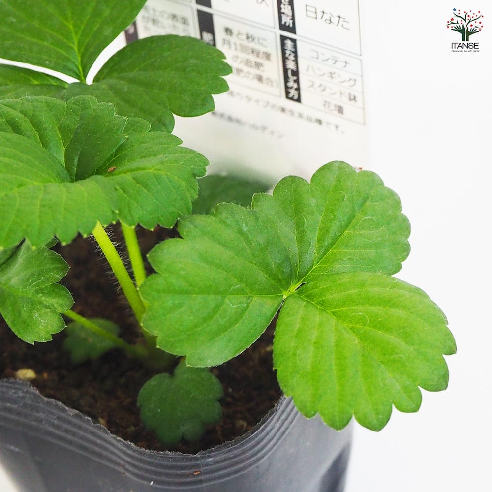 いちごの苗 タネから育てたイチゴ苗 もも花2個~ 【野菜の苗 3号】