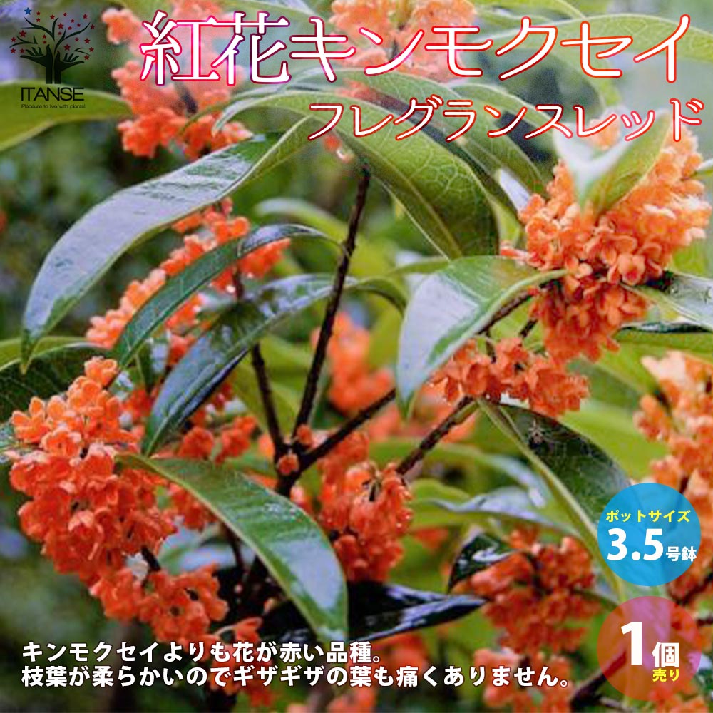 Itanse良品ｾﾚｸﾄ通販