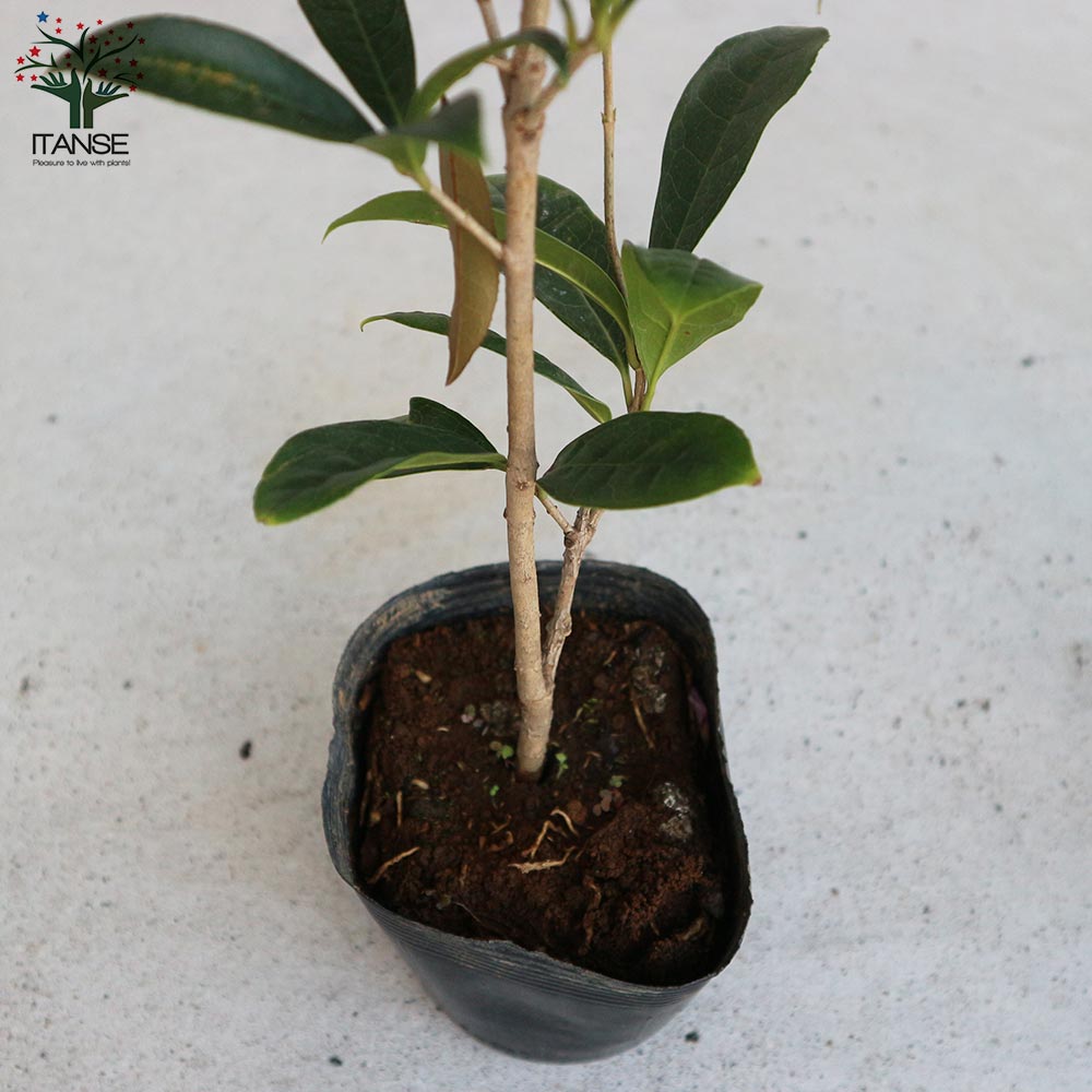 紅花キンモクセイ フレグランスレッド 【庭木 3.5号ポット／1個売り