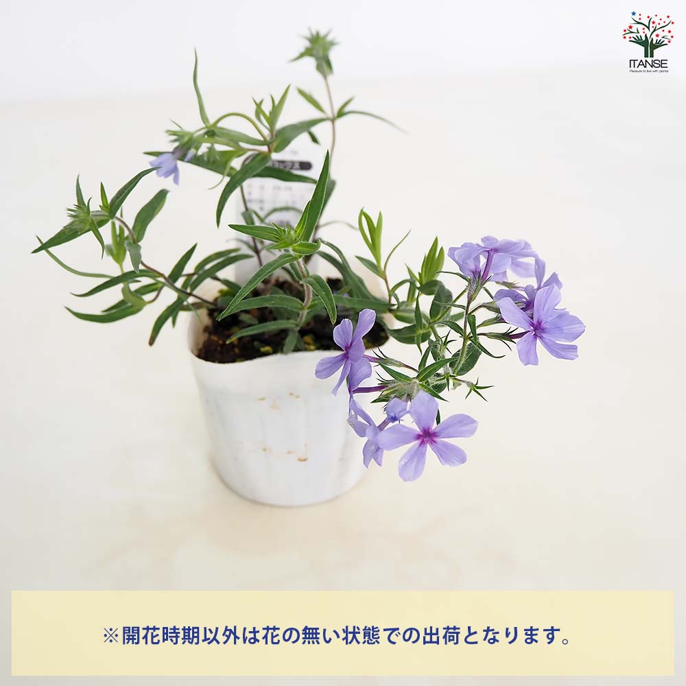 フロックス ムーディーブルー 【花苗 3.5号】｜ 【植物のITANSE