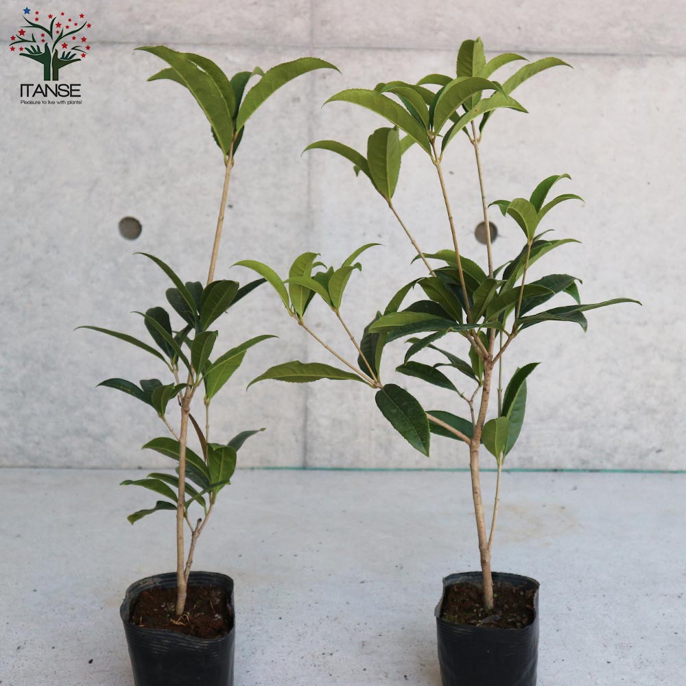 Itanse良品ｾﾚｸﾄ通販