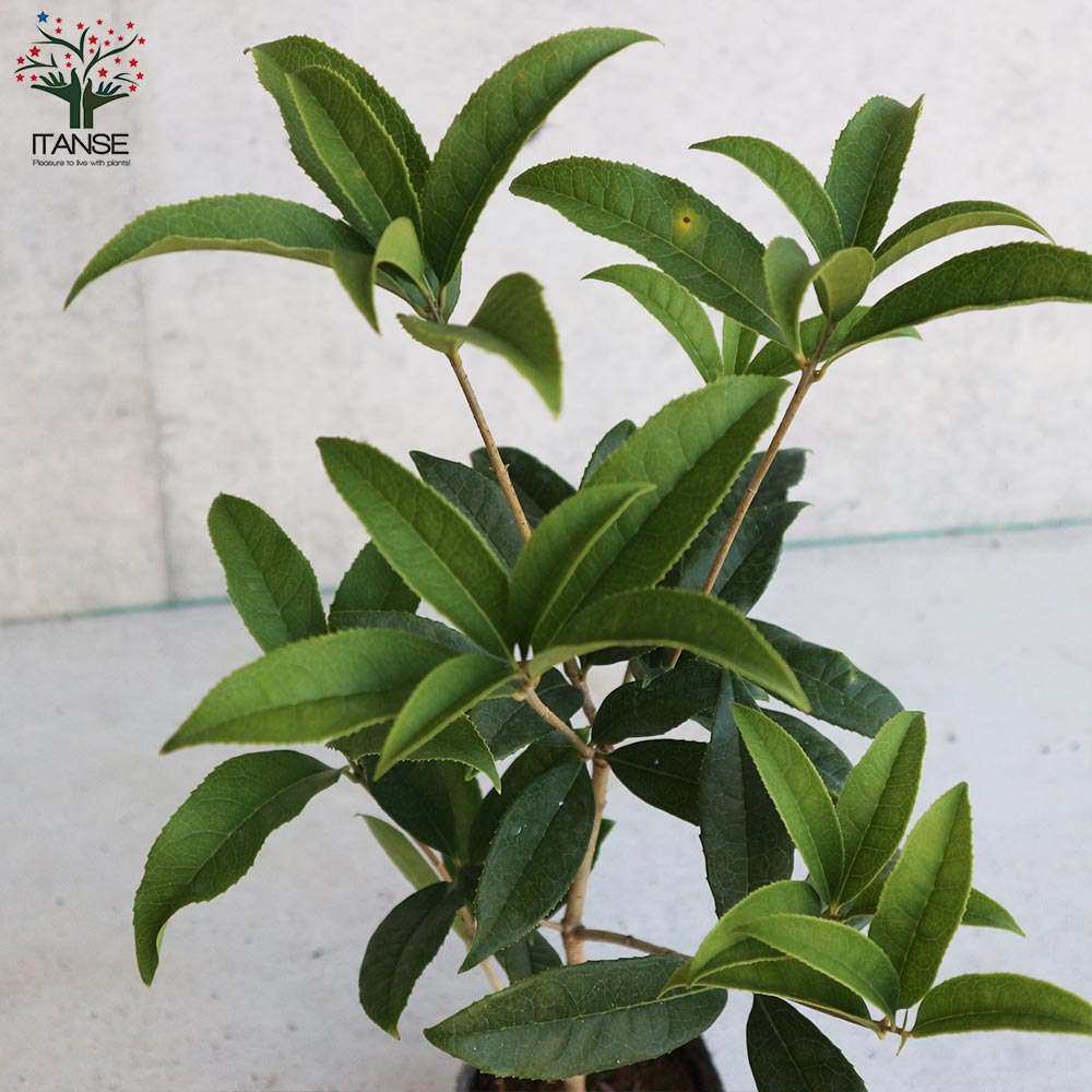 紅花キンモクセイ フレグランスレッド 【庭木 3.5号ポット／1個売り