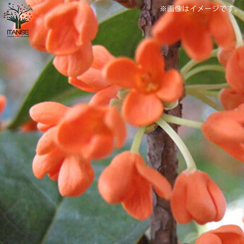 Itanse良品ｾﾚｸﾄ通販