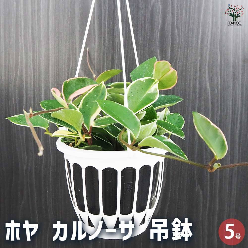 ホヤ カルノーサ 吊鉢 【観葉植物 5号／1個売り】｜ 【植物の