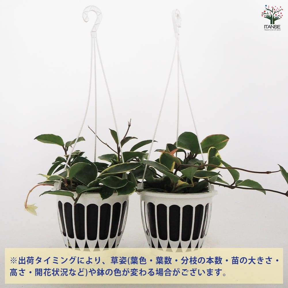 ホヤ カルノーサ 吊鉢 【観葉植物 5号／1個売り】｜ 【植物の