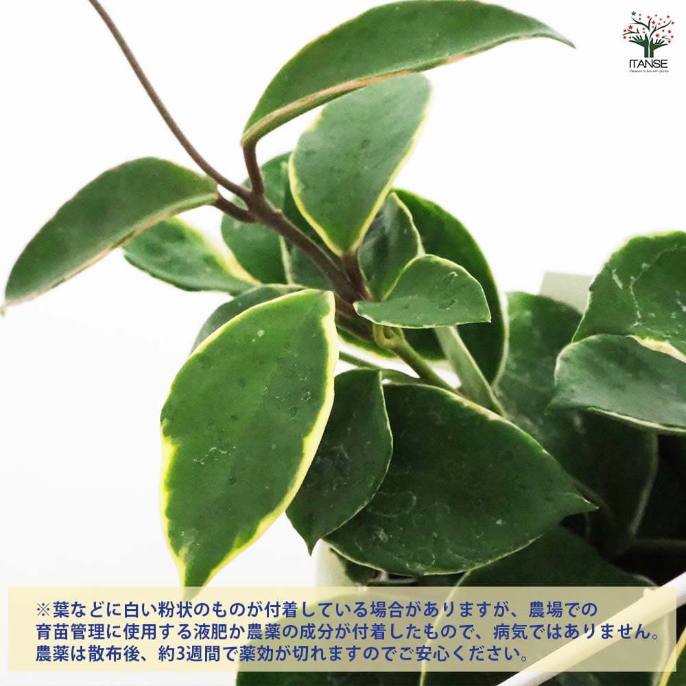 ホヤ カルノーサ 吊鉢 【観葉植物 5号／1個売り】｜ 【植物の