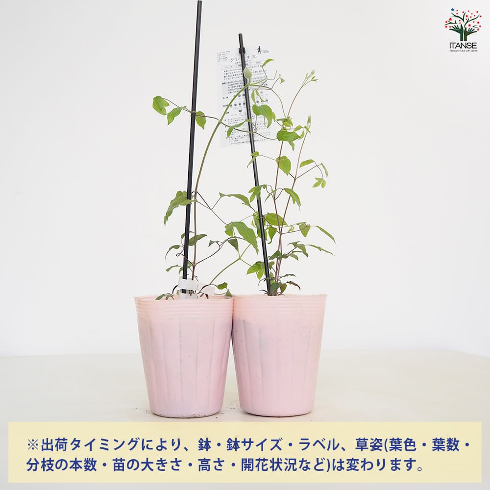 クレマチス さくらさくら 【花苗 4号／1個売り】｜ 【植物の
