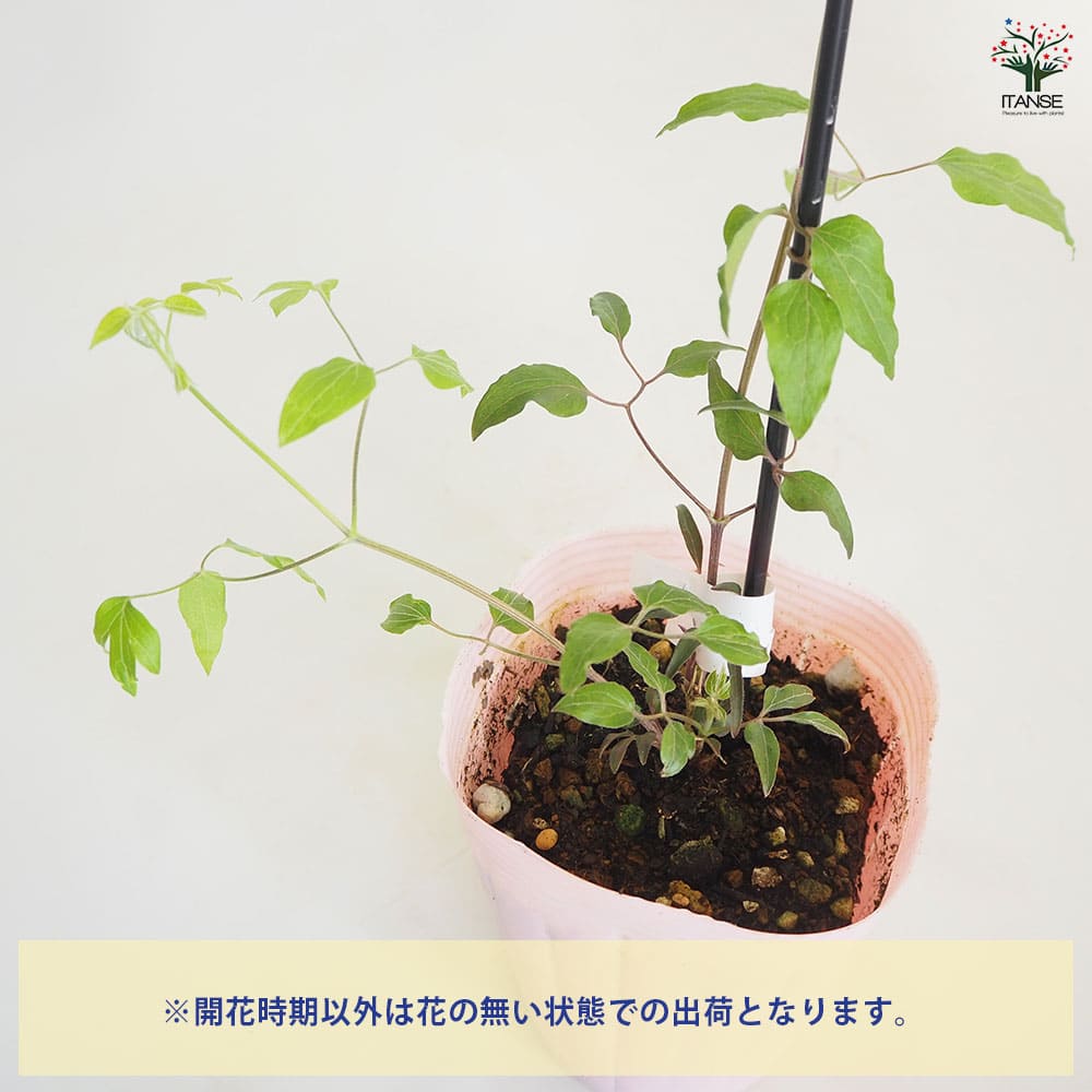 クレマチス さくらさくら 【花苗 4号／1個売り】｜ 【植物の