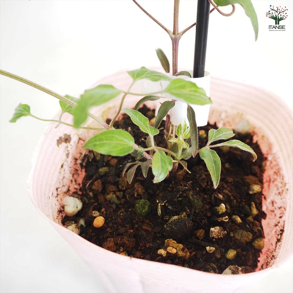 クレマチス さくらさくら 【花苗 4号／1個売り】｜ 【植物の