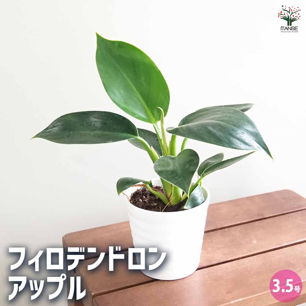 フィロデンドロン アップル 8号 幹立ち 118cm フィロデンドロン アップル 8号 幹立ち 118cm