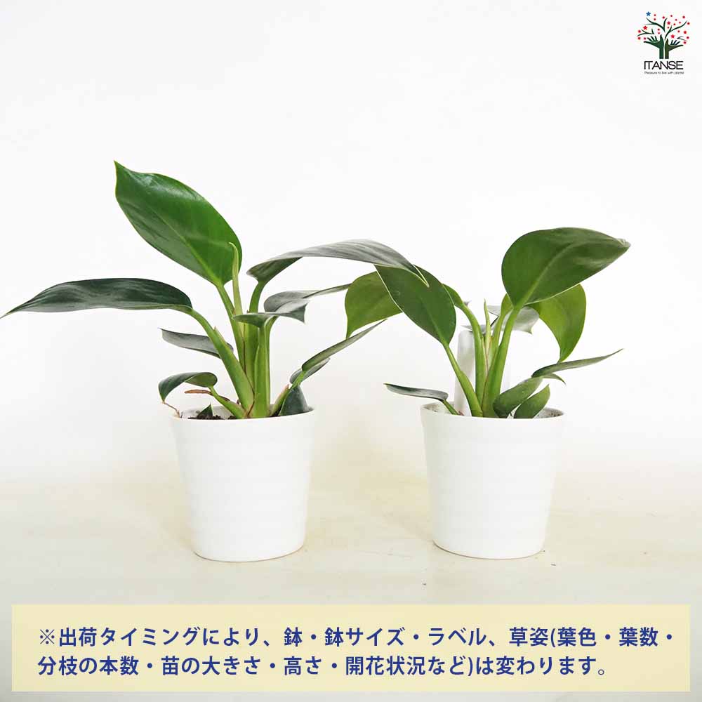 フィロデンドロン アップル 【観葉植物 3.5号】｜ 【植物の