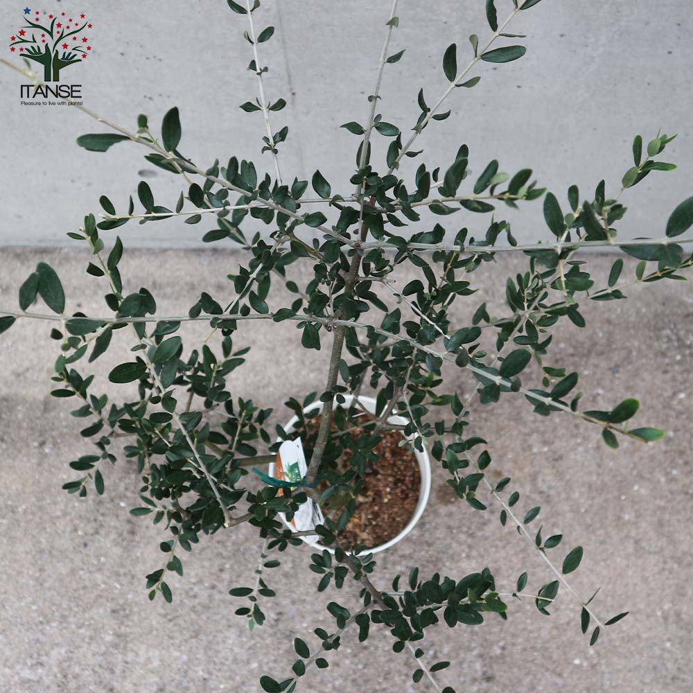 オリーブの苗木 フラントイオ【果樹の苗木 7号白テーパード鉢／1個売り