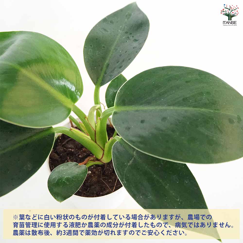 フィロデンドロン アップル 【観葉植物 3.5号】｜ 【植物の