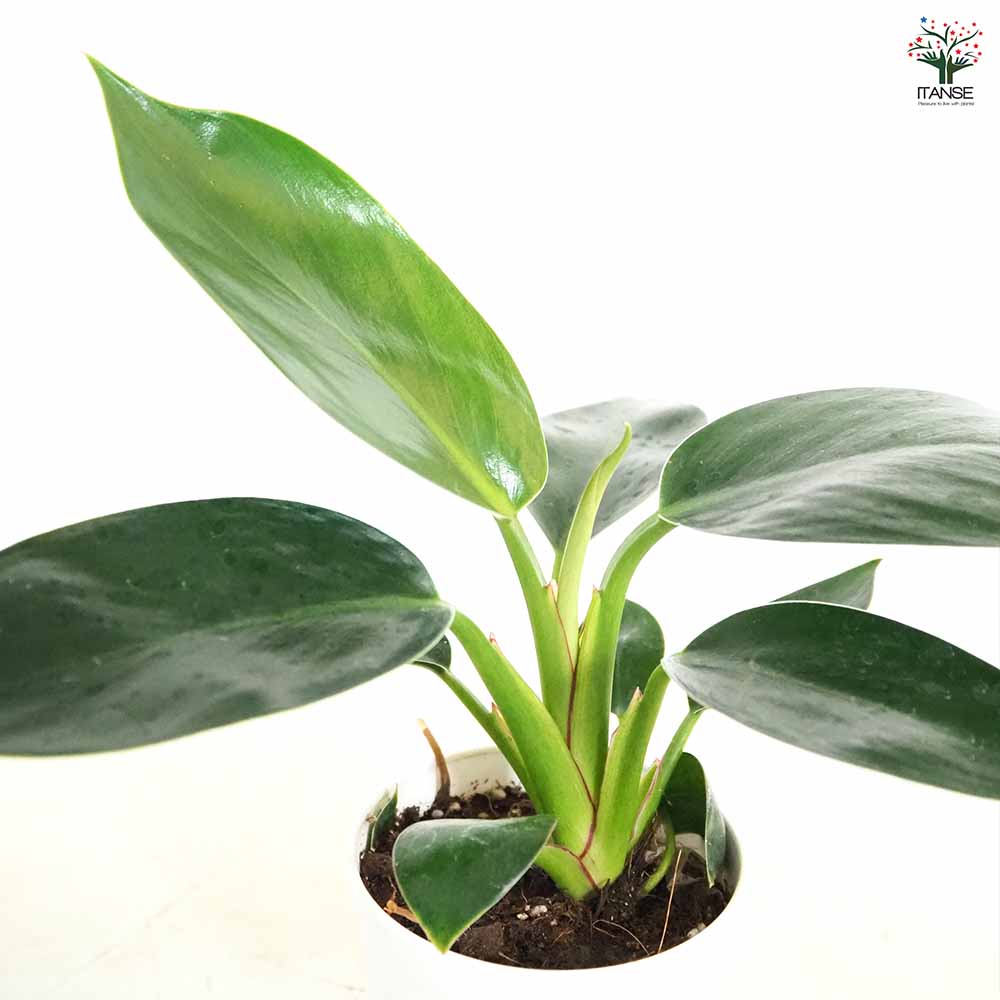 フィロデンドロン アップル 【観葉植物 3.5号】｜ 【植物の