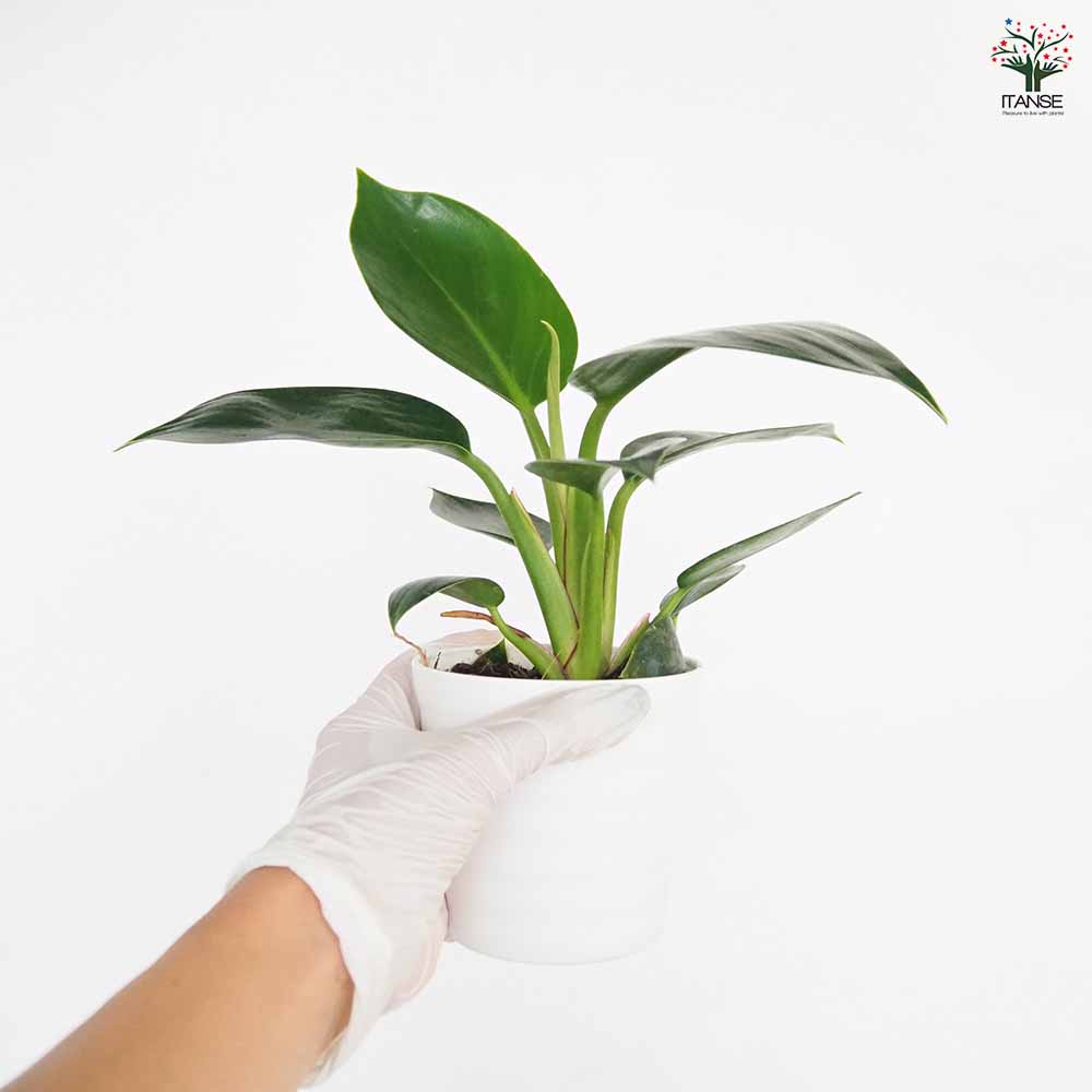 フィロデンドロン アップル 【観葉植物 3.5号】｜ 【植物の