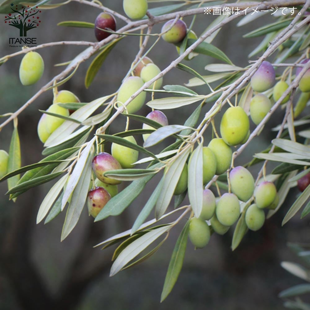 オリーブの苗木 フラントイオ【果樹の苗木 7号白テーパード鉢／1個売り