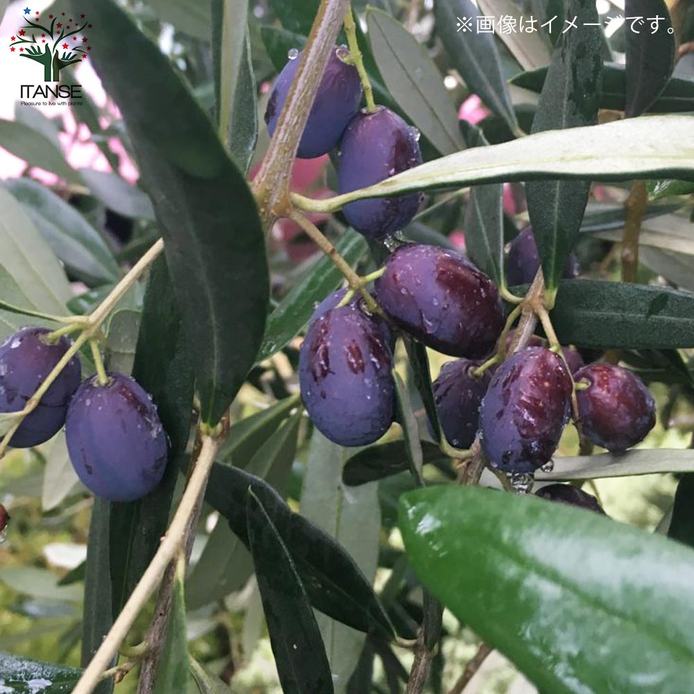 オリーブの苗木 フラントイオ【果樹の苗木 7号白テーパード鉢／1個売り