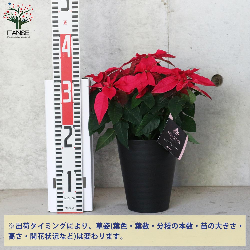 プリンセチア ルージュ一重 【花苗 5号／1個売り】