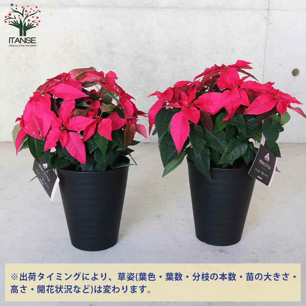 プリンセチア ルージュ一重 【花苗 5号／1個売り】