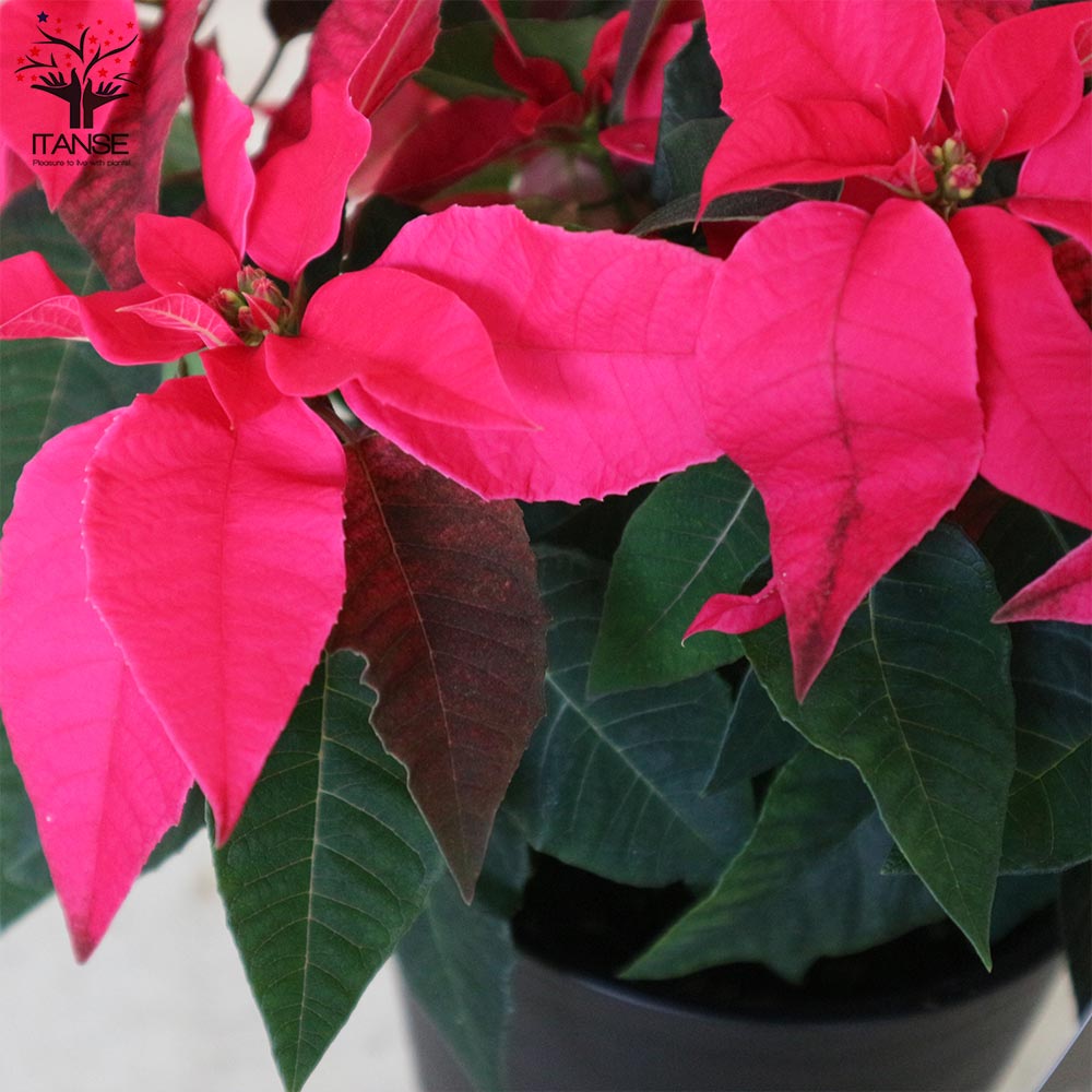 プリンセチア ルージュ一重 【花苗 5号／1個売り】