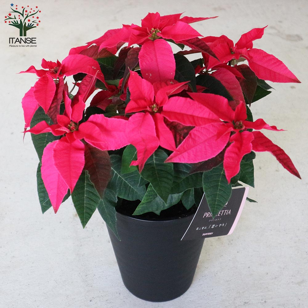 プリンセチア ルージュ一重 【花苗 5号／1個売り】