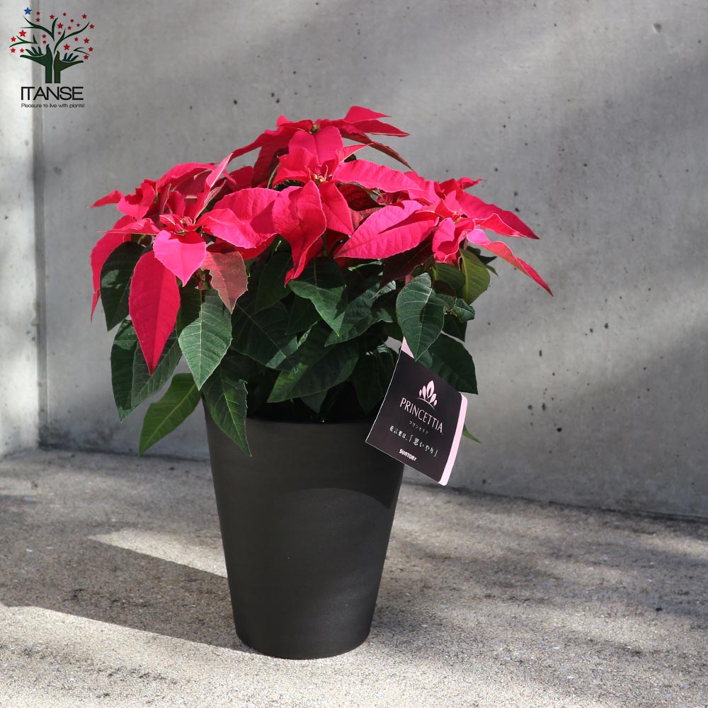 プリンセチア ルージュ一重 【花苗 5号／1個売り】