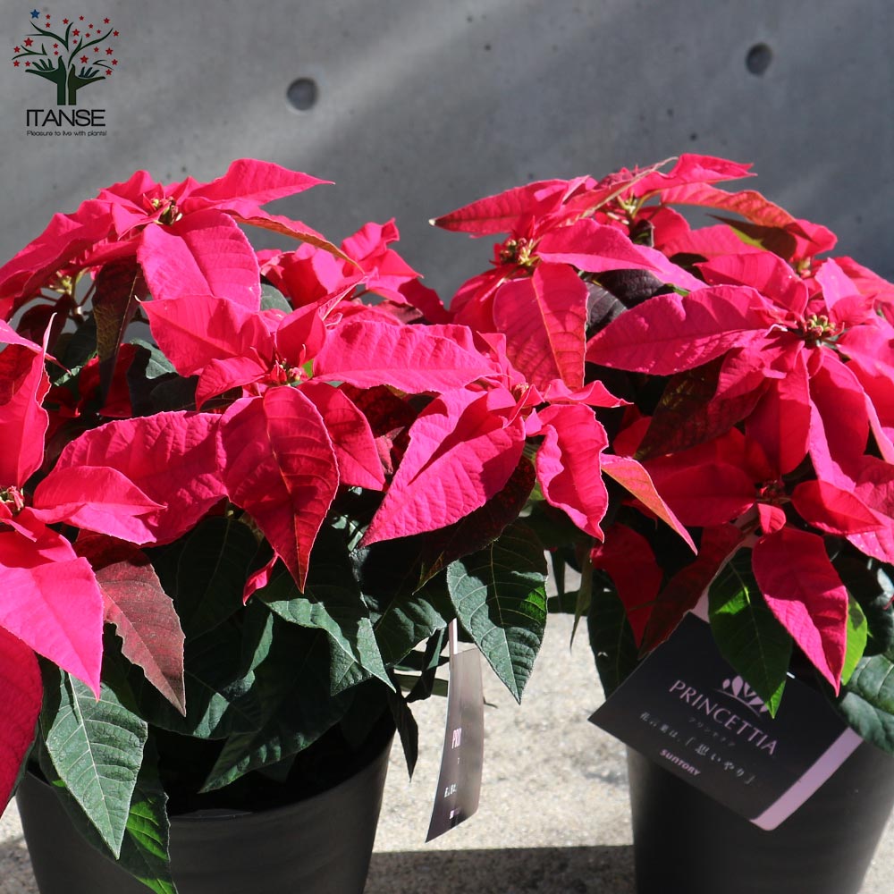 プリンセチア ルージュ一重 【花苗 5号／1個売り】