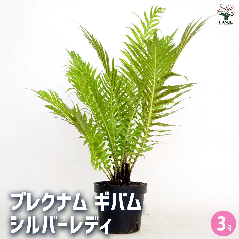 ブレクナム ギバム シルバーレディ 【観葉植物 3号】