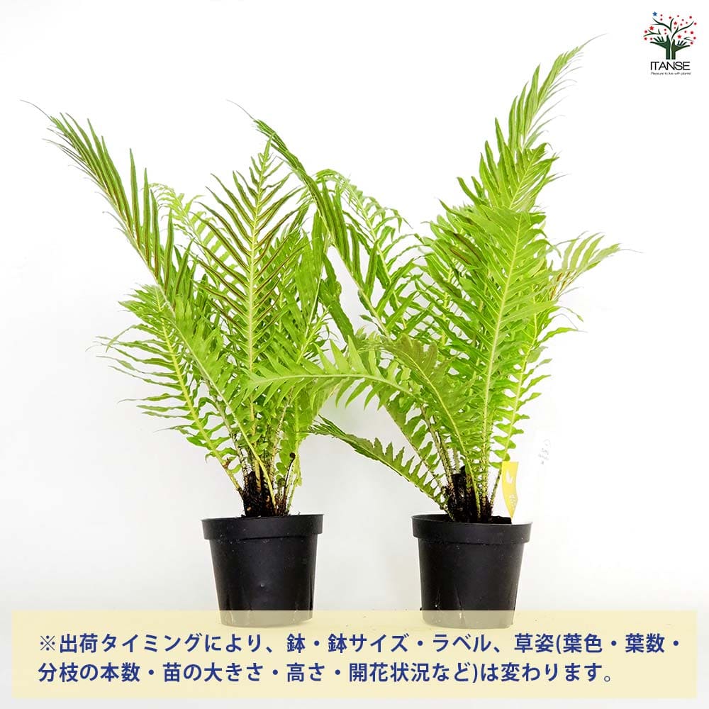 ブレクナム ギバム シルバーレディ 【観葉植物 3号】