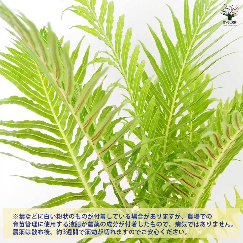ブレクナム ギバム シルバーレディ 【観葉植物 3号】