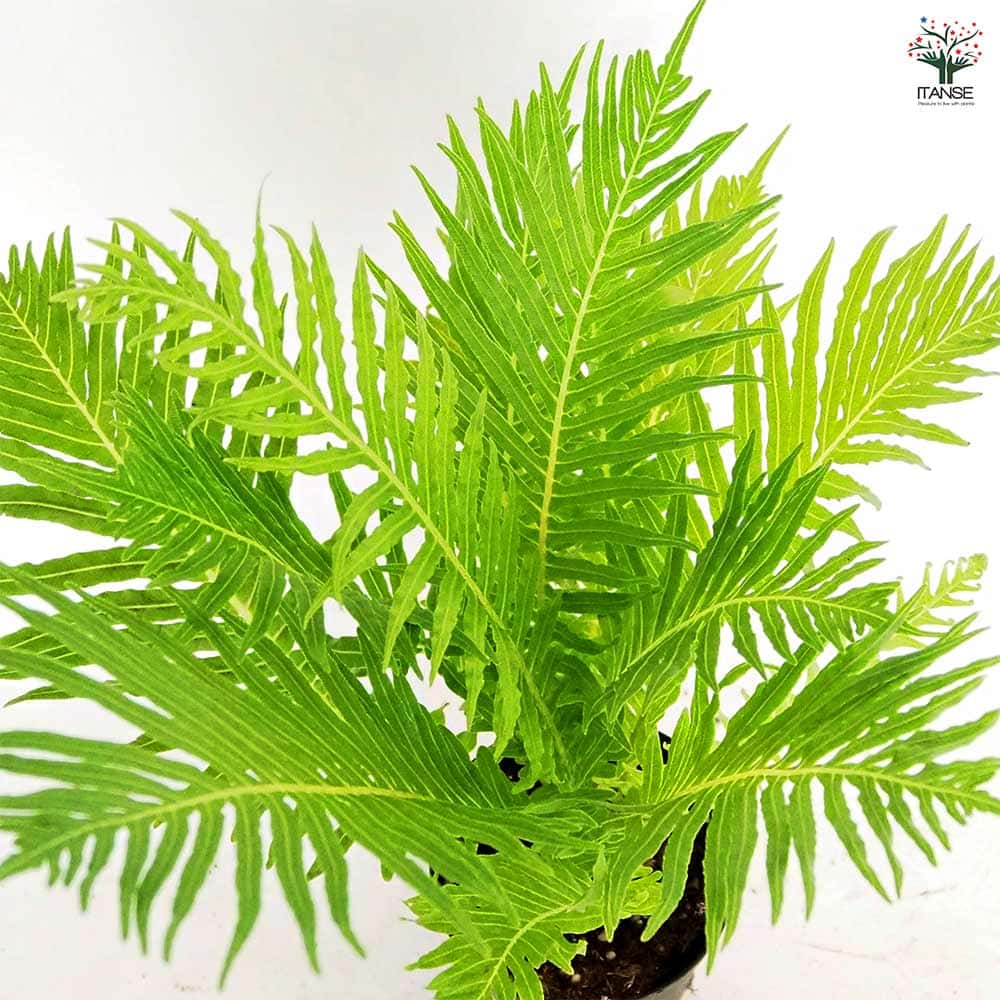 ブレクナム ギバム シルバーレディ 【観葉植物 3号】