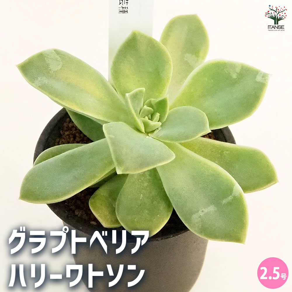 グラプトベリア ハリーワトソン 【多肉植物 2.5号／1個売り】｜ 【植物