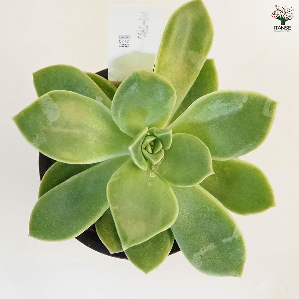 グラプトベリア ハリーワトソン 【多肉植物 2.5号／1個売り】｜ 【植物