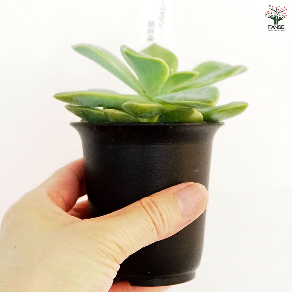 グラプトベリア ハリーワトソン 【多肉植物 2.5号／1個売り】｜ 【植物