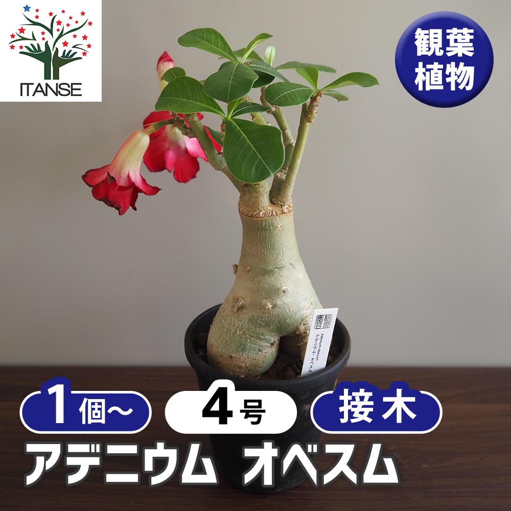 アデニウム オベスム 接木 【観葉植物 4号／1個売り】