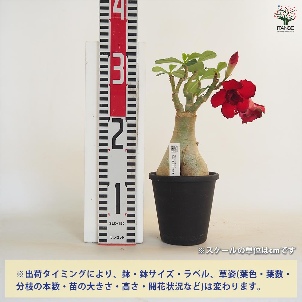 アデニウム オベスム 接木 【観葉植物 4号／1個売り】