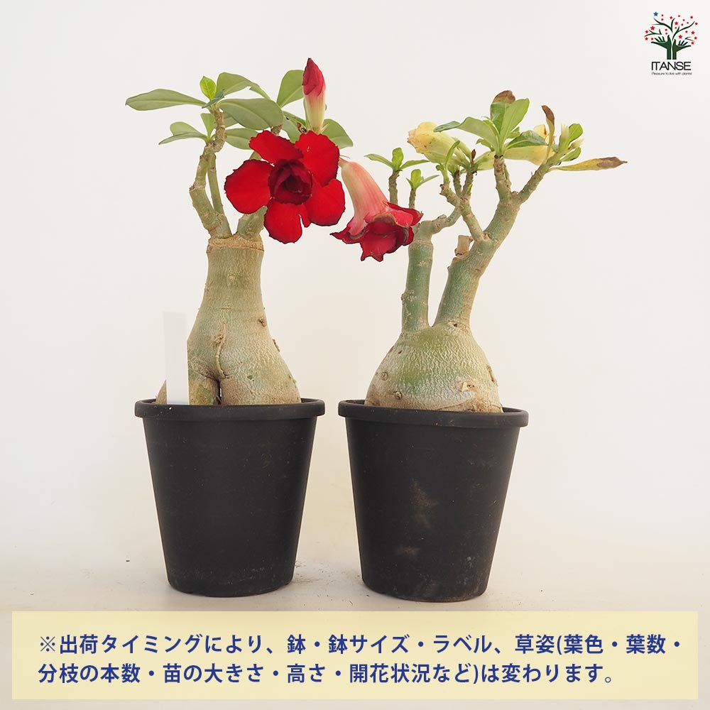 アデニウム オベスム 接木 【観葉植物 4号／1個売り】